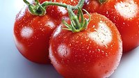 Fresh ripe red tomatoes with water drops and green stems on light background, macro shot showing texture and natural moisture for food photography.