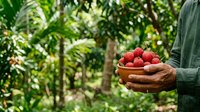 Farmer holding fresh raspberries in wooden bowl at organic farm garden, harvesting ripe red berries outdoors for agriculture and food production.