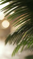 Palm fronds against soft bokeh sunlight creating dreamy tropical atmosphere with gentle shadows and warm tones for wellness and spa marketing.