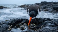 Oystercatcher bird with bright orange beak standing on rocky coastline near ocean waves during overcast day for wildlife and nature photography projects.