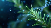 Fresh green rosemary sprig with aromatic leaves against dark blue background with bokeh lights and water drops creating magical culinary atmosphere.