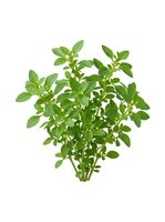 Fresh green oregano herb isolated on white background, ready for culinary, cooking, and wellness design projects.