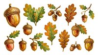 Autumn acorns and oak leaves isolated on white background, ready for fall designs, invitations, and seasonal graphics.
