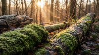 Moss-covered fallen logs in sunlit forest during golden hour creating peaceful woodland atmosphere for nature and environmental themes.