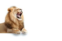 Majestic male lion with open mouth roaring against white background, showing powerful fangs and golden mane. Isolated wildlife portrait for conservation awareness.