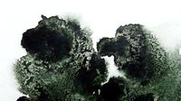 Abstract organic texture with dark green and black ink blots spreading across white background creating natural fluid patterns for artistic design projects.