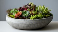 Diverse succulent garden in modern concrete bowl planter against neutral gray background, showcasing colorful varieties of echeveria, haworthia, and sedum plants.