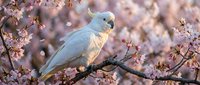 White cockatoo perched on blooming cherry blossom branch in spring garden with soft pink flowers creating romantic natural wildlife scene for nature lovers.