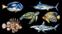 Watercolor ocean animals set with blue tang, marlin, sea turtle, lionfish, angelfish, and shark, isolated on transparent background, for stickers, t-shirt design, print on demand.