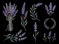 Lavender flowers isolated on transparent background, ready for t-shirt design, clipart, stickers, sublimation and print-on-demand products.