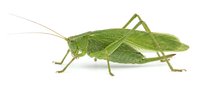 Green grasshopper isolated on white background, suitable for educational materials, nature illustrations, wildlife design projects, and scientific publications.