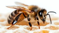 Macro photography of honey bee worker collecting nectar, detailed view showing wings, antennae and body segments against blurred honeycomb background.