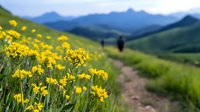 Hiker walking on mountain trail through vibrant yellow wildflower meadow with scenic peaks in background during spring hiking adventure.