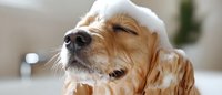 Golden retriever dog wearing white towel after bath with eyes closed enjoying spa treatment relaxation at home grooming care.