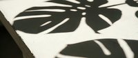 Monstera leaf shadow cast on white surface, creating bold black silhouettes with natural light, isolated design element for backgrounds and creative projects.