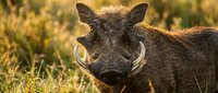 Wild warthog with prominent tusks standing in golden grassland during sunset, African safari wildlife photography for nature and travel content.