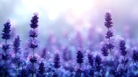 Purple lavender flowers in soft focus against blurred bokeh background with morning dew drops creating dreamy atmospheric nature scene. Suitable for wellness and spa designs.