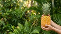 Person holding fresh ripe pineapple in tropical garden setting with lush green foliage background. Harvest and organic farming concept.