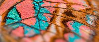 Macro closeup of colorful insect wing scales displaying vibrant turquoise, coral, and golden brown patterns. Use for nature, wildlife, and scientific educational materials.