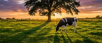 Holstein dairy cow grazing in green pasture field at golden sunset with large oak tree and wooden fence creating peaceful rural farm landscape scene.