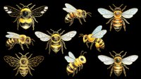 Honey bees and bumble bees collection isolated on transparent background, ready for t-shirt design, clipart, stickers, sublimation and print-on-demand projects.