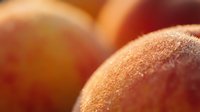 Ripe peaches with fuzzy skin in warm sunlight, showcasing fresh produce for food, agriculture, and culinary design projects.