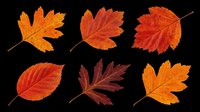 Autumn leaves in various shades of orange, red, and burgundy isolated on transparent background. Ready for clipart, t-shirt designs, stickers, sublimation, print-on-demand products, and digital crafts.