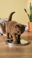 Adorable brown tabby kitten standing on stainless steel pet bowl in cozy home interior with houseplant and blanket on wooden floor.