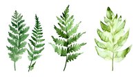 Watercolor green fern leaves collection in various shades and shapes on white background, isolated botanical illustration for nature-inspired designs.