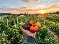 Fresh organic tomatoes harvest in hands at sunset over vineyard landscape with golden sky and agricultural field rows for healthy farming concept.