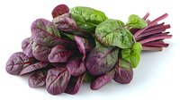 Fresh purple and green chard leaves bunch with bright stems on white background, raw organic vegetables isolated for healthy cooking and food design.