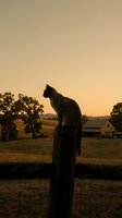 Cat silhouette perched on a wooden fence post at golden sunset with rural farmland, barn, and rolling hills in the background.