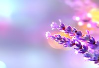 Purple lavender flowers in soft focus against blurred pastel background with morning dew drops and sunlight creating dreamy bokeh effect.