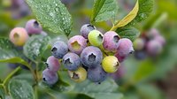 Fresh ripe blueberries in various stages of ripening from green to purple on bush with water drops on leaves, macro shot showing natural organic growth.