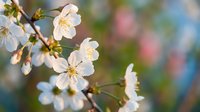 White cherry blossoms blooming on branch with soft bokeh background. Spring flowering tree with delicate petals and yellow stamens in natural garden setting.