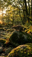 Brown rodent walking on moss-covered rocks in sunlit forest with golden light filtering through canopy trees and foliage.