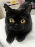 Close-up portrait of black cat with bright yellow eyes looking directly at camera. Soft fur and whiskers visible against white background. For pet care and animal themes.