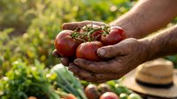 Farmer's weathered hands holding fresh ripe red tomatoes with green stems in organic vegetable garden during golden hour harvest time.