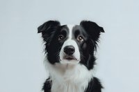 Portrait of attentive Border Collie dog with distinctive black and white markings against light background, showing intelligent expression and alert ears.