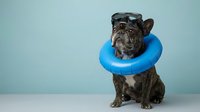 Brown French bulldog wearing blue inflatable collar and pilot goggles against light blue background, isolated for pet care, veterinary, and animal health design projects.