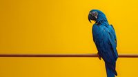 Blue macaw parrot perched on branch against vibrant yellow background for tropical wildlife and exotic bird themed designs.