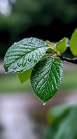 Fresh green leaves covered with morning dew drops against blurred natural background, macro photography showing detailed leaf texture and water beads.