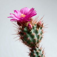 Vibrant pink cactus flower blooming on green spiny succulent against neutral gray background, showcasing desert plant's natural beauty.