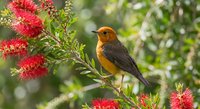 Small orange and black songbird perched on branch with vibrant red bottlebrush flowers in natural garden setting for wildlife and nature photography.