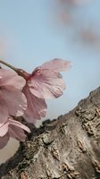 Delicate pink cherry blossom petals on rough tree bark with soft bokeh background creating peaceful spring atmosphere for wellness and nature themes.