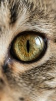 Macro close-up of a tabby cat's eye with golden-green iris and vertical pupil, surrounded by detailed fur texture and whiskers for wildlife and animal photography.