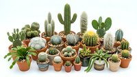 Collection of diverse cacti and succulents in terracotta pots isolated on white background for home decor and gardening projects.