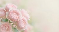 Soft pink roses with delicate petals on dreamy pastel background for romantic wedding invitations, greeting cards and feminine design projects.