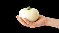 Hand holding fresh white tomato with green stem isolated on transparent background, ready for clipart, t-shirt design, print-on-demand products, stickers, and sublimation projects.