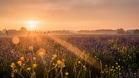 Golden sunrise over blooming wildflower meadow with warm sunbeams and flying birds creating peaceful countryside landscape for nature backgrounds and wellness content.